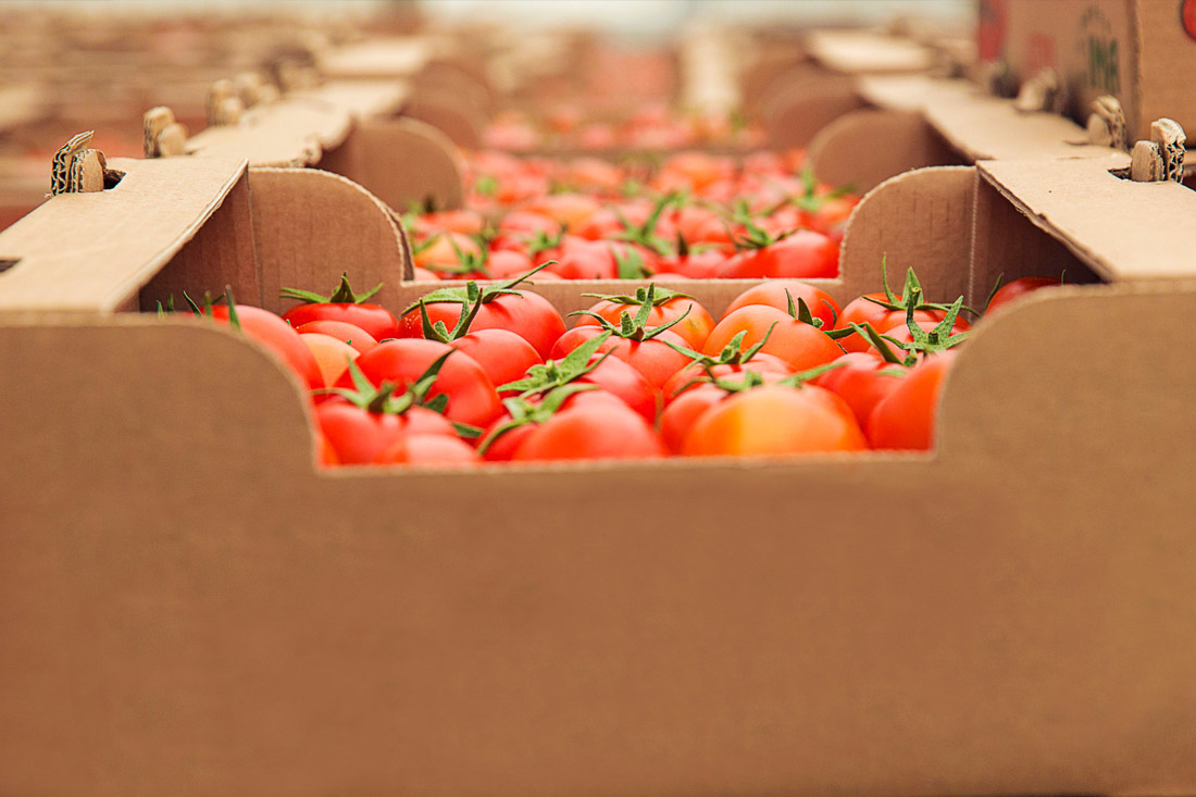 Conexión B2B en la agroindustria: ¿Cómo se comporta la compras industriales en el mundo digital?