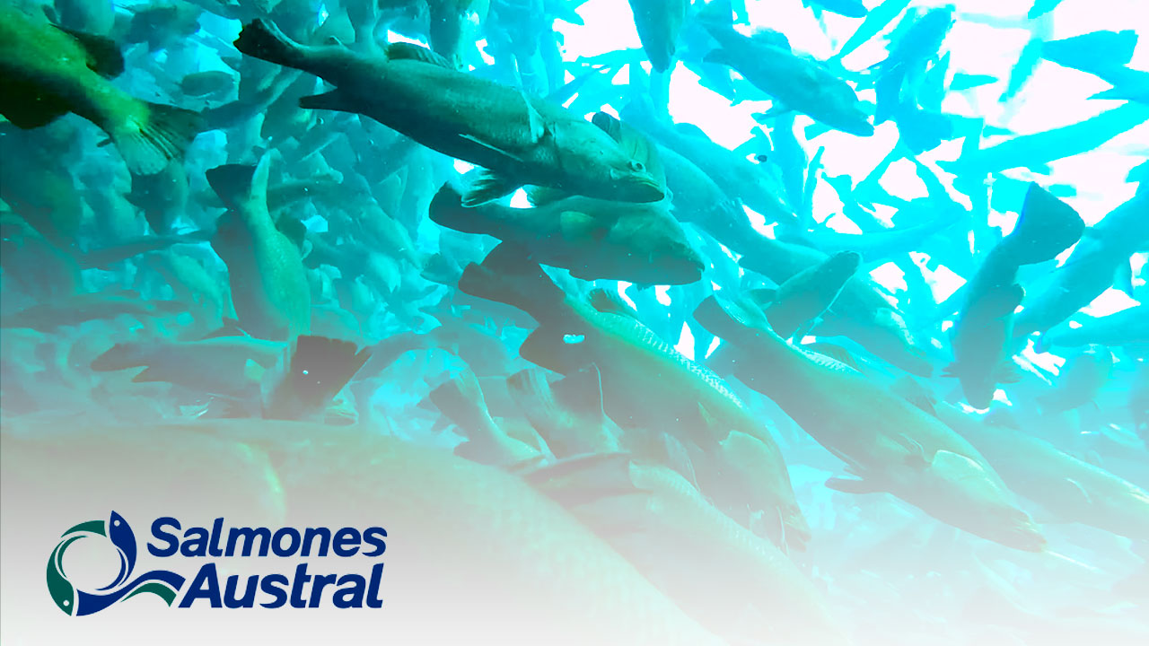 Gerente general de Salmones Austral: “Wherex nos ha traído positivos impactos económicos y ahorro de tiempo en licitaciones”