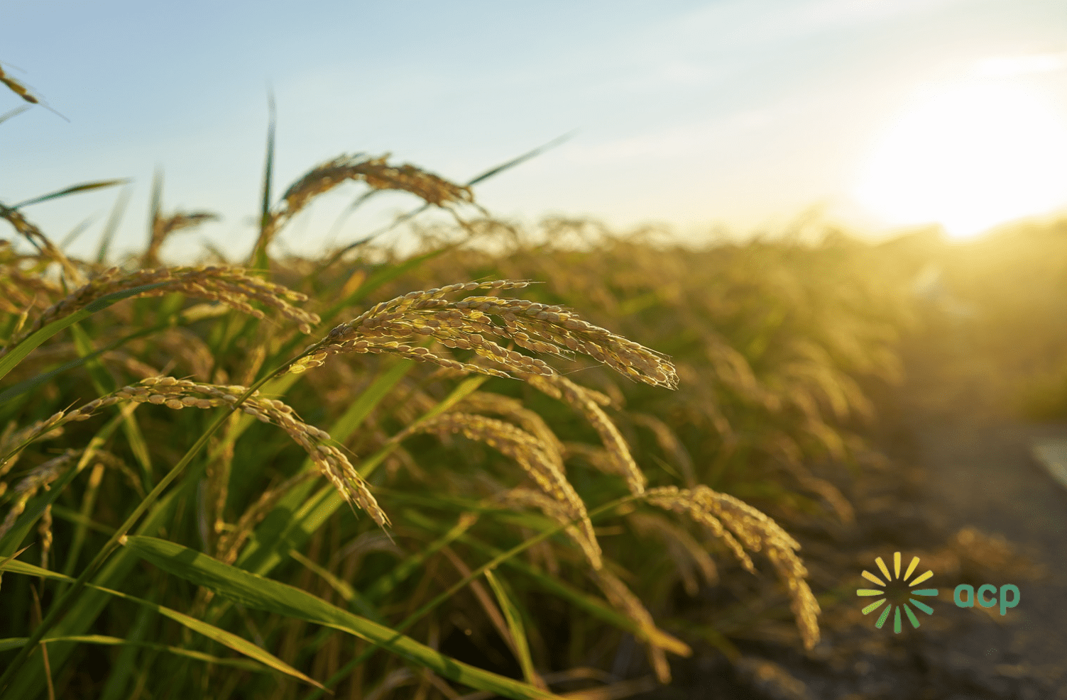 Agrícola Cerro Prieto en Perú compra de forma estratégica con Wherex